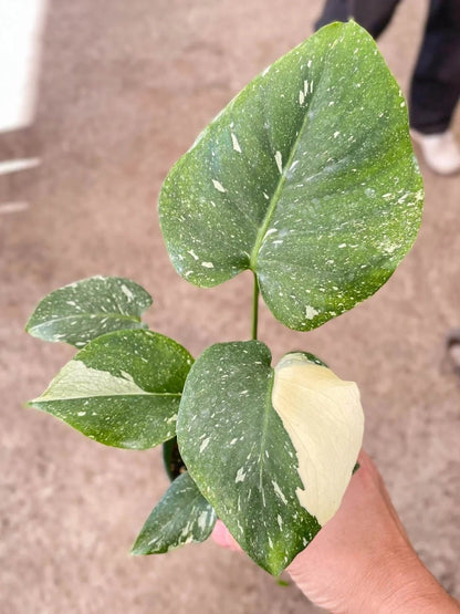 Monstera 'Thai Constellation'-Indoor Plants-Trendy Gardener