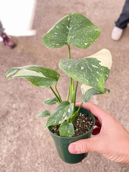 Monstera 'Thai Constellation'-Indoor Plants-Trendy Gardener