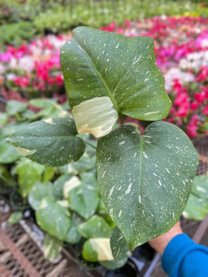 Monstera 'Thai Constellation'-Indoor Plants-Trendy Gardener