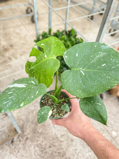 Monstera 'Thai Constellation'-Indoor Plants-Trendy Gardener