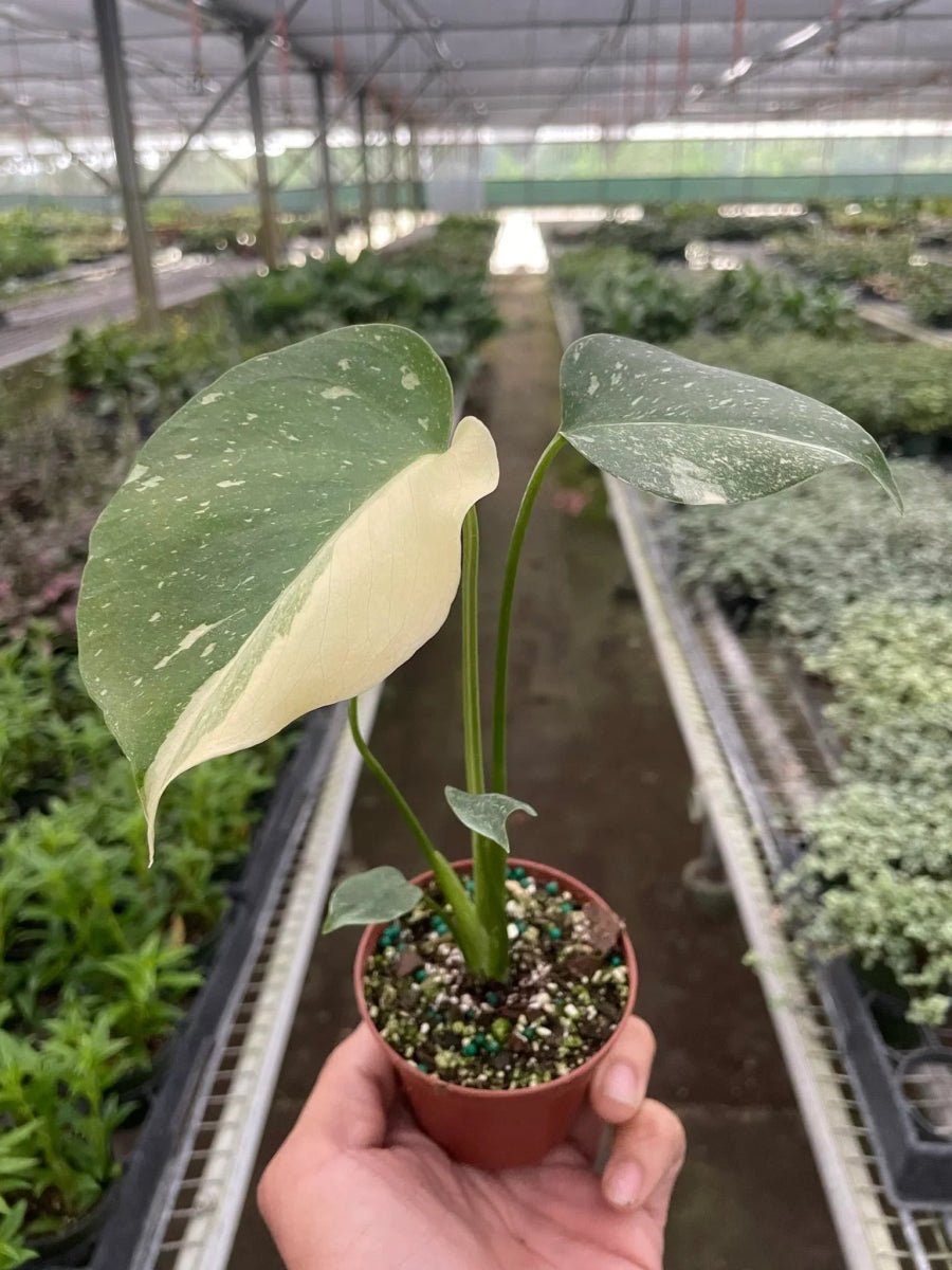 Monstera 'Thai Constellation'-Indoor Plants-Trendy Gardener