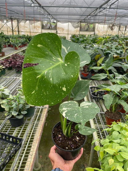 Monstera 'Thai Constellation'-Indoor Plants-Trendy Gardener