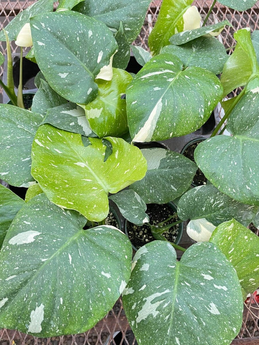 Monstera 'Thai Constellation'-Indoor Plants-Trendy Gardener