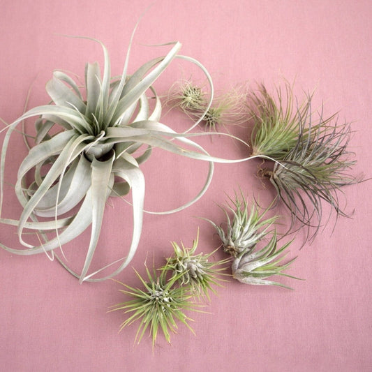 Mothers Day Air Plant Bundle-Indoor Plants-Trendy Gardener