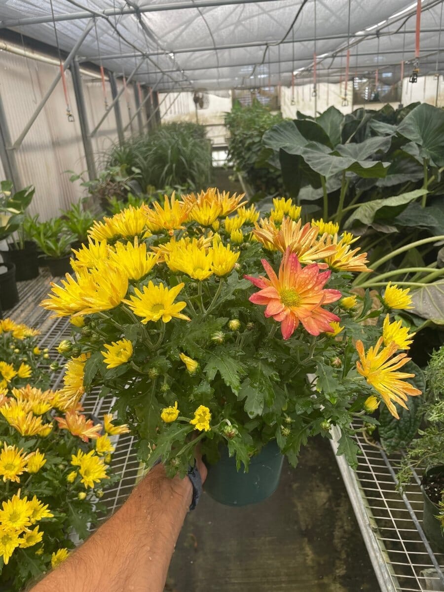 Mums (Chrysanthemum)-Indoor Plants-Trendy Gardener