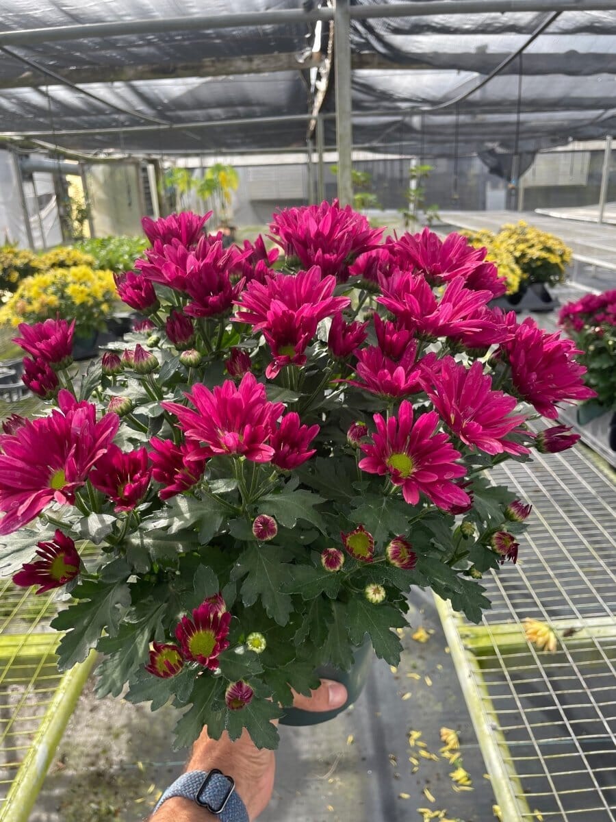 Mums (Chrysanthemum)-Indoor Plants-Trendy Gardener