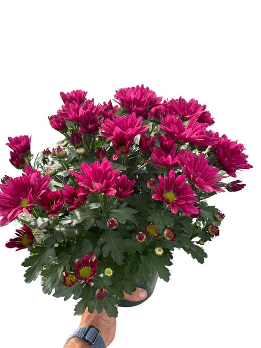 Mums (Chrysanthemum)-Indoor Plants-Trendy Gardener