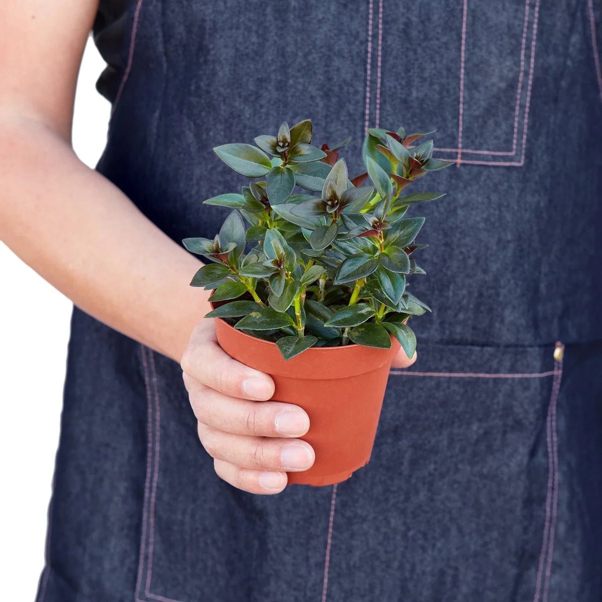 Nematanthus Black Goldfish Plant-Indoor Plants-Trendy Gardener