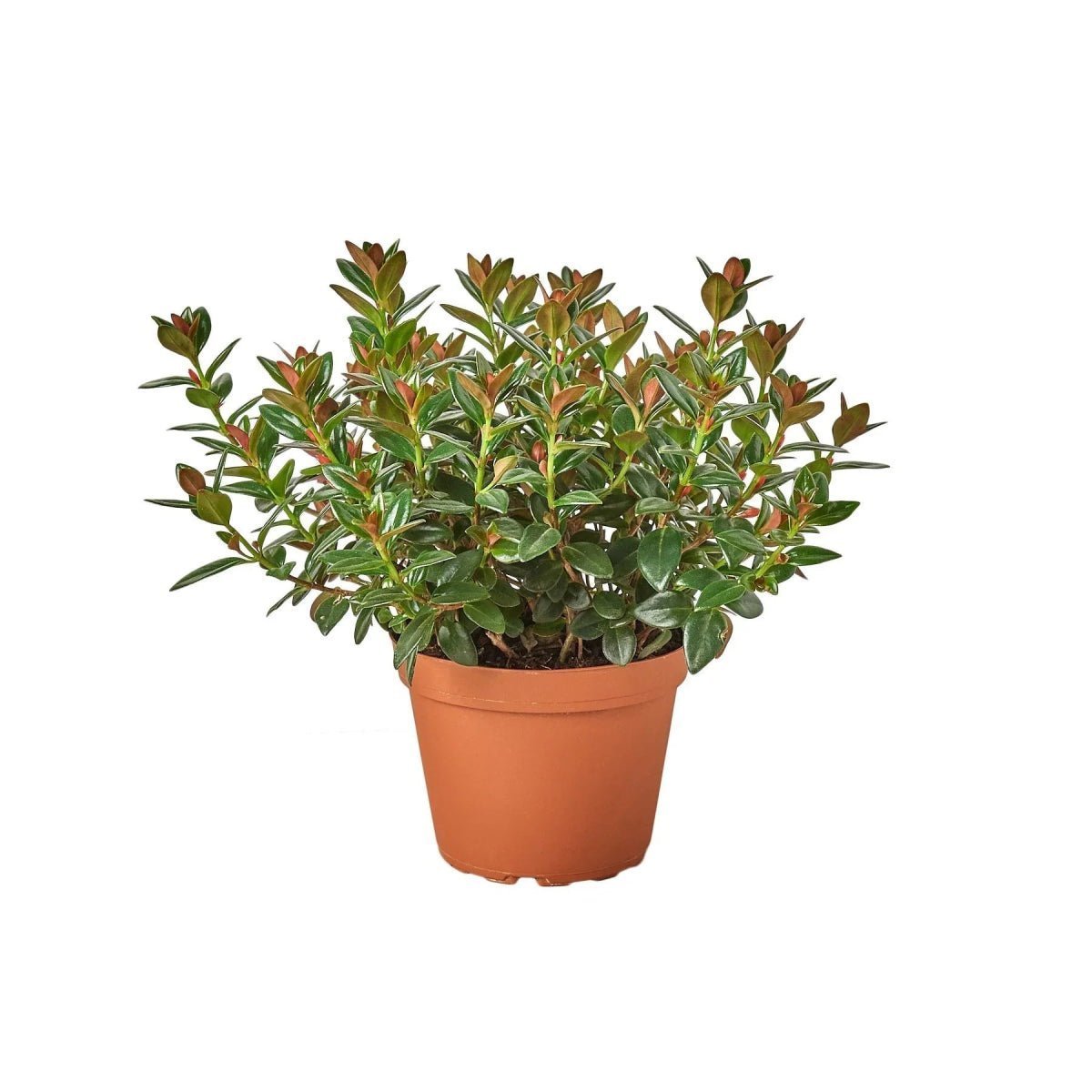 Nematanthus Black Goldfish Plant-Indoor Plants-Trendy Gardener