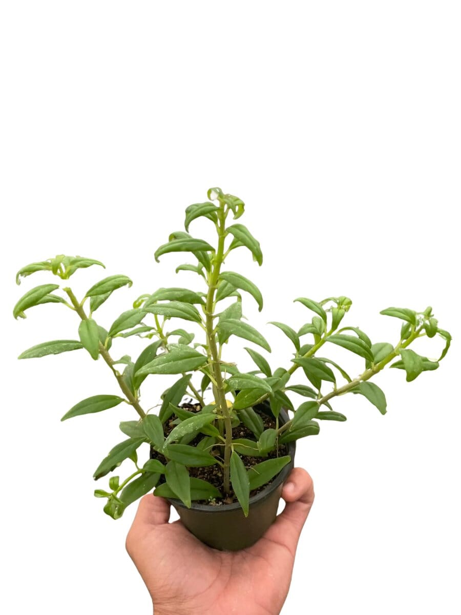 Nematanthus Flying Goldfish-Indoor Plants-Trendy Gardener