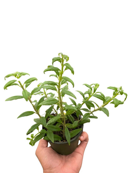 Nematanthus Flying Goldfish-Indoor Plants-Trendy Gardener