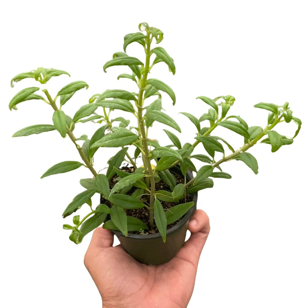 Nematanthus Flying Goldfish-Indoor Plants-Trendy Gardener