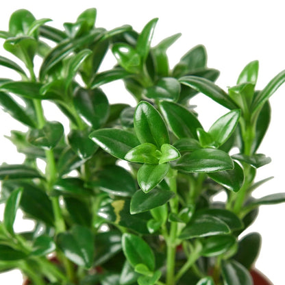 Nemetanthus Candy Corn Plant 'Brazilian Firecracker'-Indoor Plants-Trendy Gardener