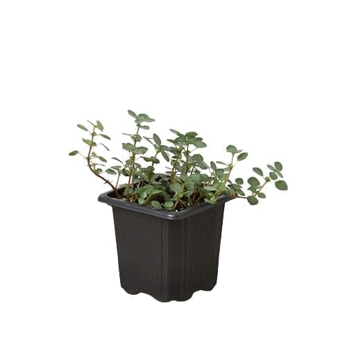 Nettle 'Silver Sparkle'-Indoor Plants-Trendy Gardener