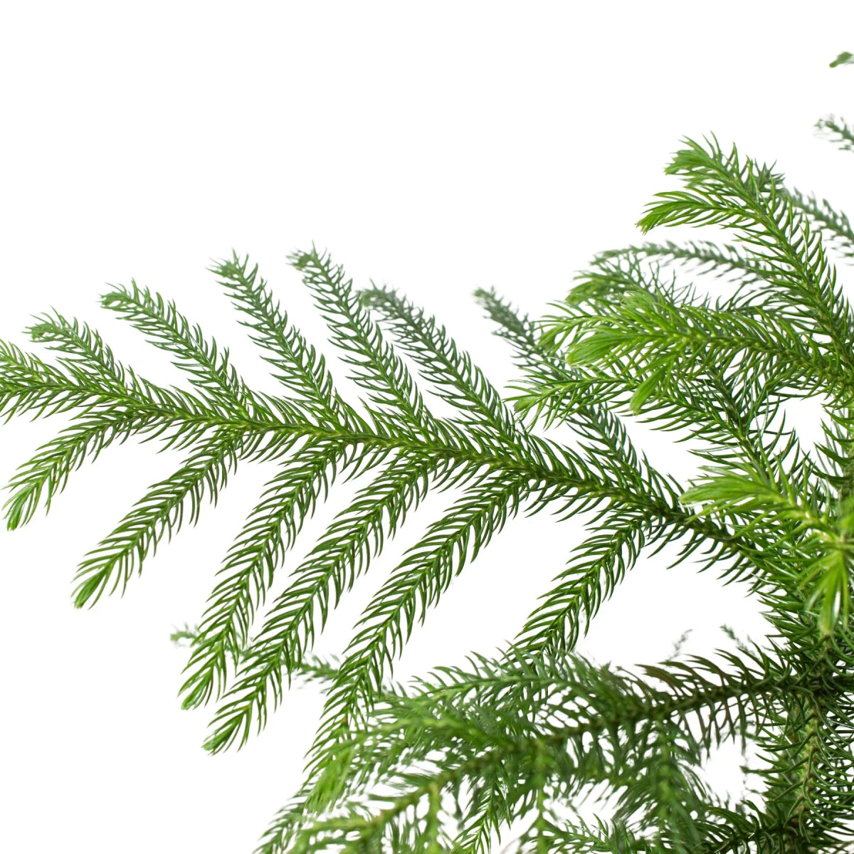 Norfolk 'Island Pine'-Trendy Gardener