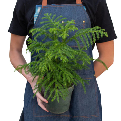 Norfolk 'Island Pine'-Trendy Gardener