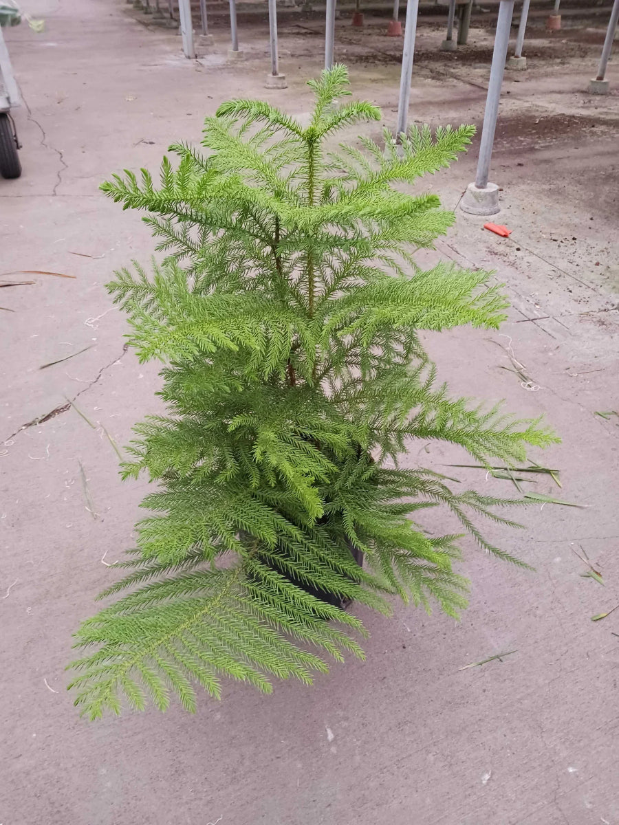 Norfolk 'Island Pine'-Trendy Gardener