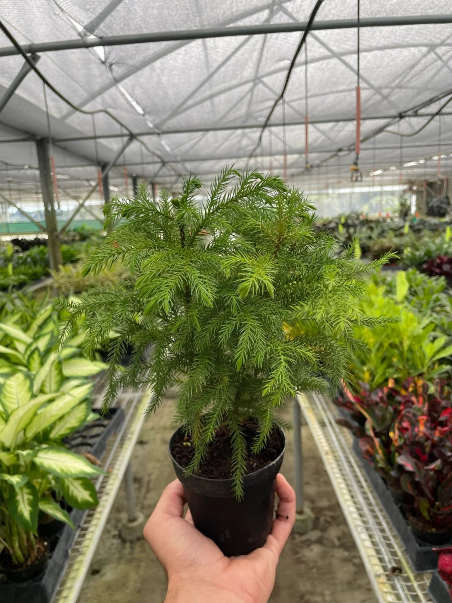 Norfolk 'Island Pine'-Trendy Gardener