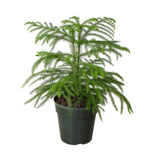 Norfolk 'Island Pine'-Trendy Gardener