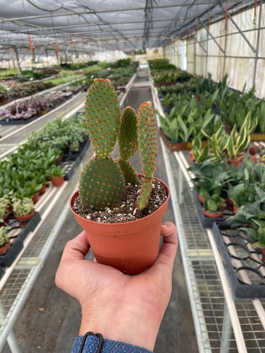 Opuntia 'Microdasys' (Bunny Ear Cactus)-Indoor Plants-Trendy Gardener