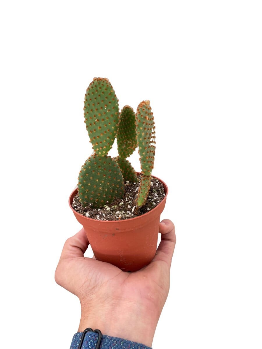 Opuntia 'Microdasys' (Bunny Ear Cactus)-Indoor Plants-Trendy Gardener