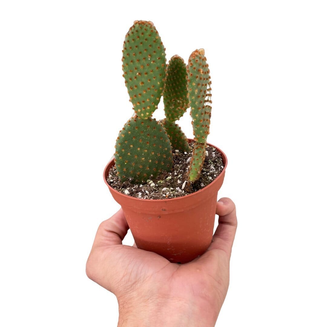 Opuntia 'Microdasys' (Bunny Ear Cactus)-Indoor Plants-Trendy Gardener