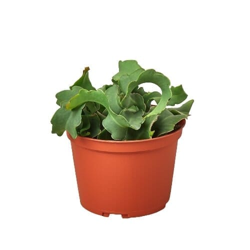 Orchid Cactus 'Curly Sue' - 6" Pot-Indoor Plants-Trendy Gardener