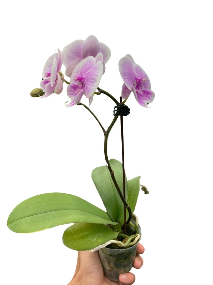 Orchid 'Light Pink Phalaenopsis'-Indoor Plants-Trendy Gardener