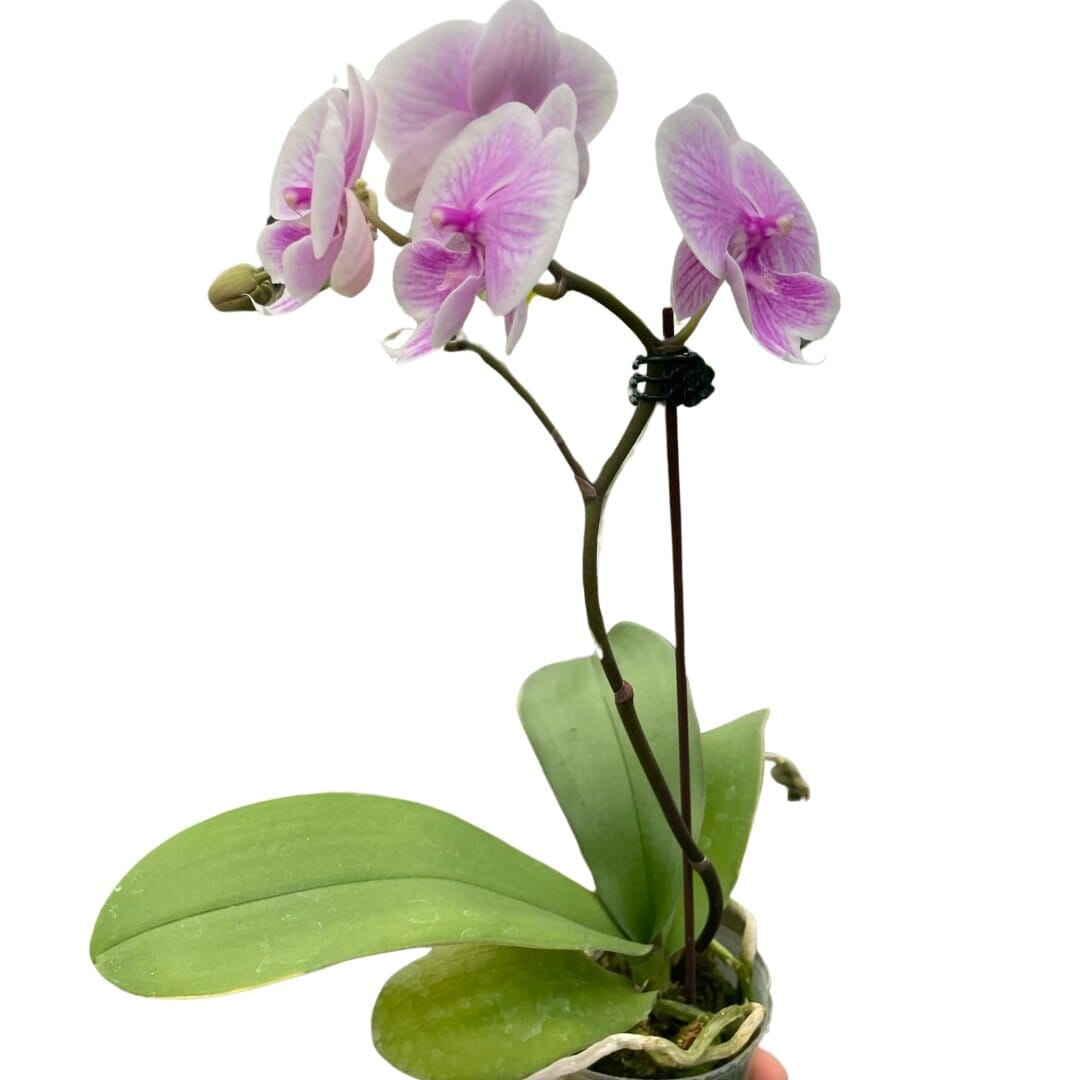 Orchid 'Light Pink Phalaenopsis'-Indoor Plants-Trendy Gardener