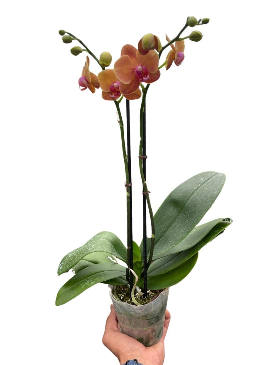 Orchid 'Orange Phalaenopsis'-Indoor Plants-Trendy Gardener