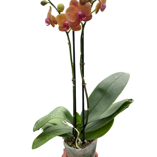 Orchid 'Orange Phalaenopsis'-Indoor Plants-Trendy Gardener