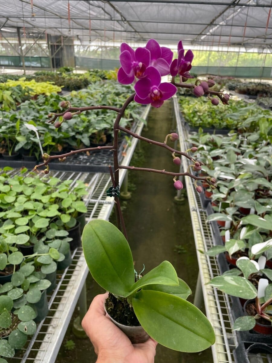 Orchid 'Purple Fucshia Phalaenopsis'-Indoor Plants-Trendy Gardener