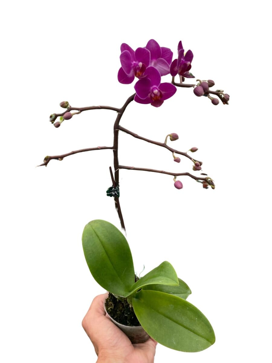 Orchid 'Purple Fucshia Phalaenopsis'-Indoor Plants-Trendy Gardener