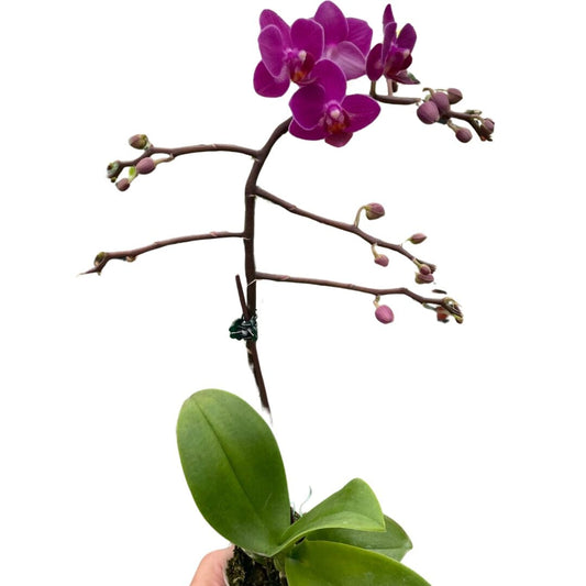 Orchid 'Purple Fucshia Phalaenopsis'-Indoor Plants-Trendy Gardener