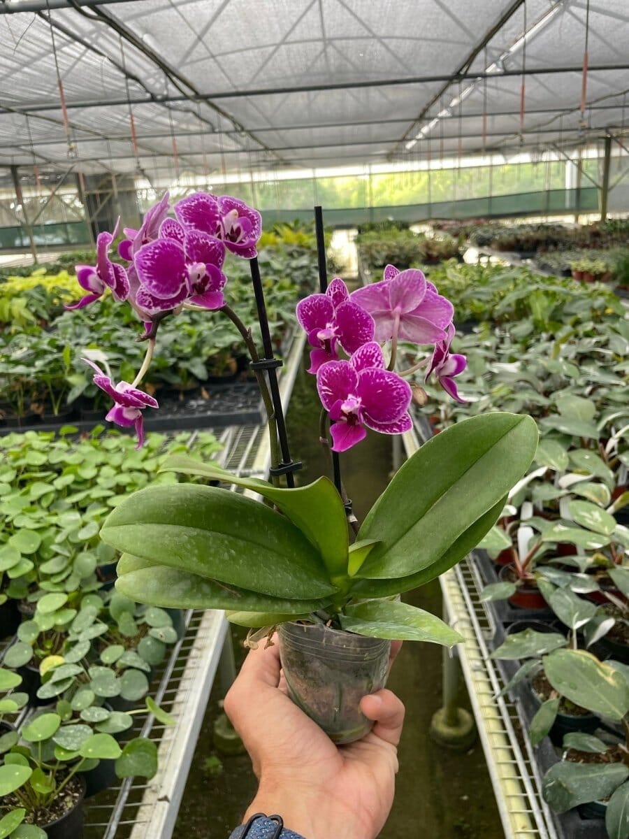 Orchid 'Purple Spotted Phalaenopsis'-Indoor Plants-Trendy Gardener