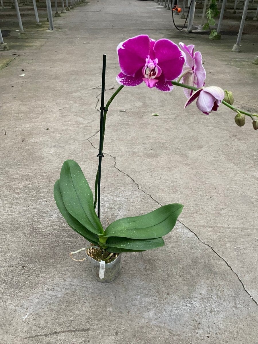 Orchid 'Purple Spotted Phalaenopsis'-Indoor Plants-Trendy Gardener