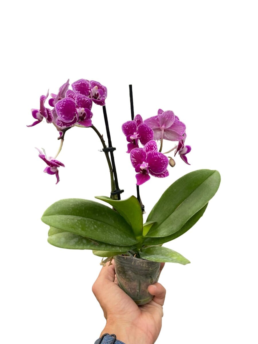 Orchid 'Purple Spotted Phalaenopsis'-Indoor Plants-Trendy Gardener