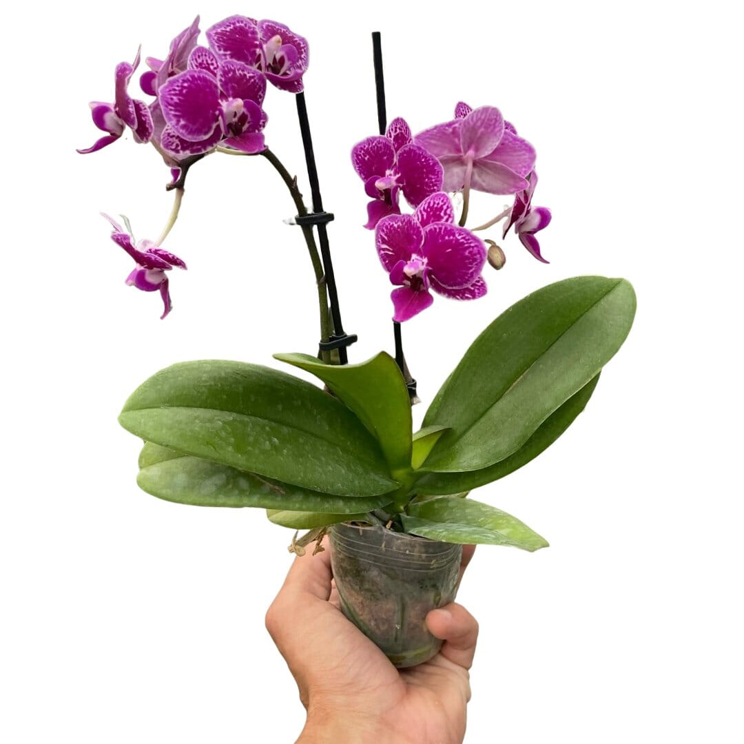 Orchid 'Purple Spotted Phalaenopsis'-Indoor Plants-Trendy Gardener