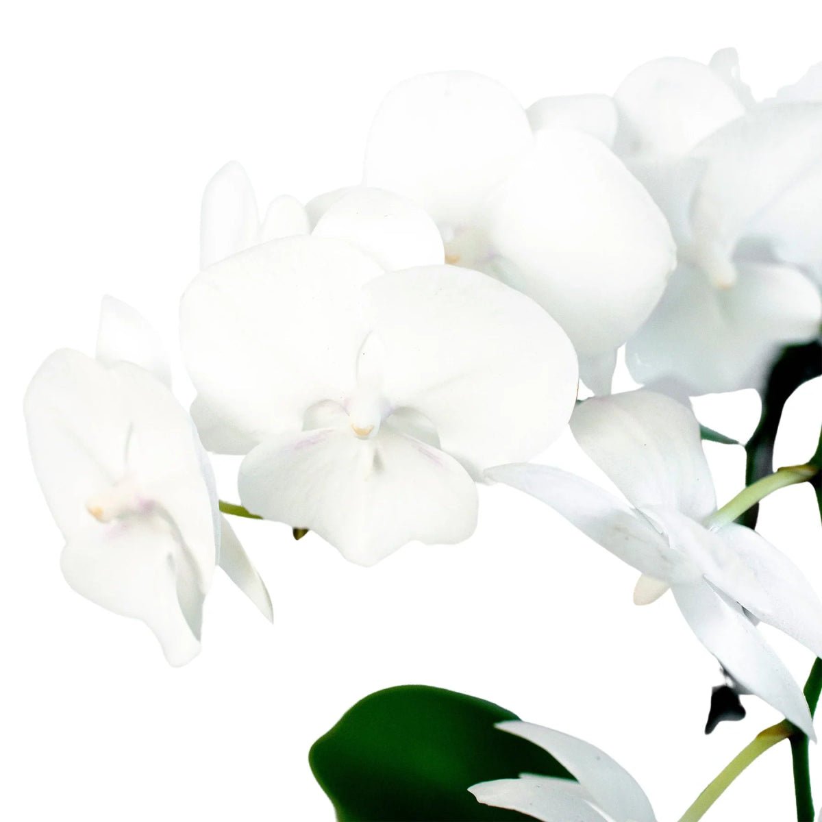 Orchid 'White Phalaenopsis'-Indoor Plants-Trendy Gardener