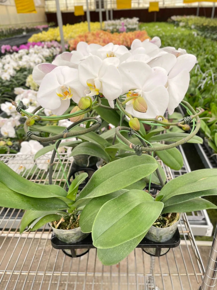 Orchid 'White Phalaenopsis'-Indoor Plants-Trendy Gardener