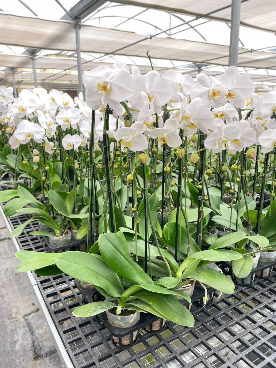 Orchid 'White Phalaenopsis'-Indoor Plants-Trendy Gardener