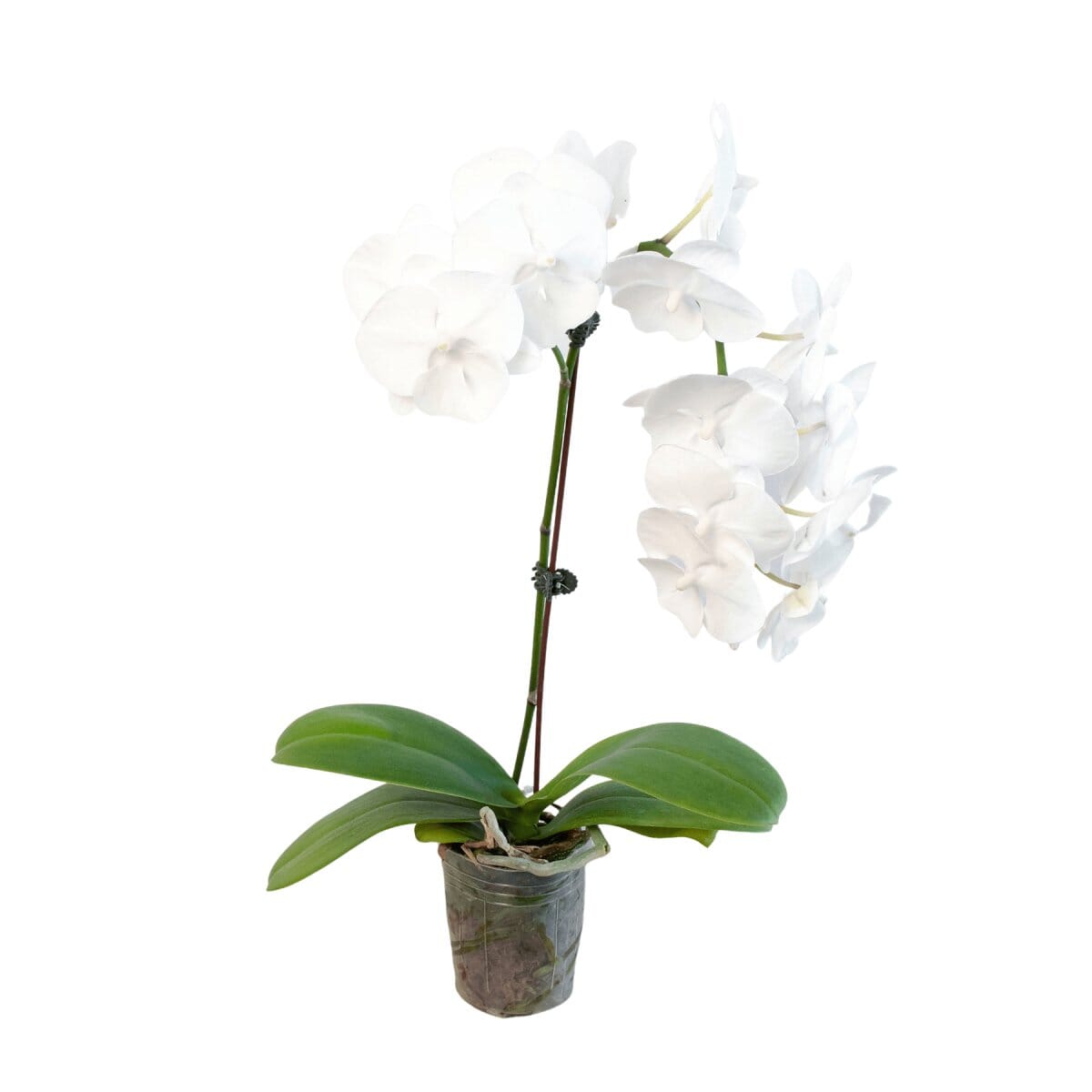 Orchid 'White Phalaenopsis'-Indoor Plants-Trendy Gardener