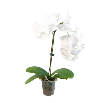 Orchid 'White Phalaenopsis'-Indoor Plants-Trendy Gardener