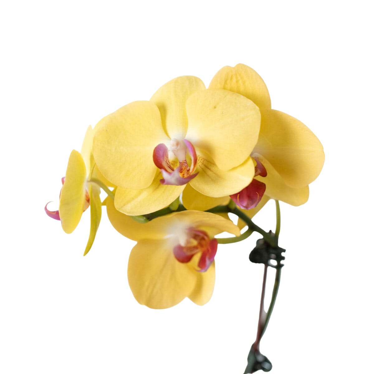 Orchid 'Yellow Phalaenopsis'-Indoor Plants-Trendy Gardener