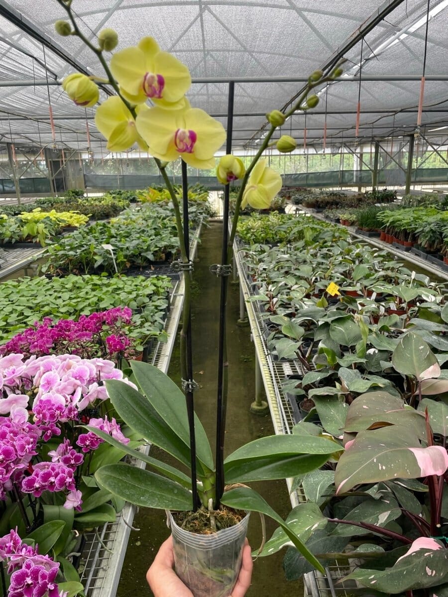 Orchid 'Yellow Phalaenopsis'-Indoor Plants-Trendy Gardener