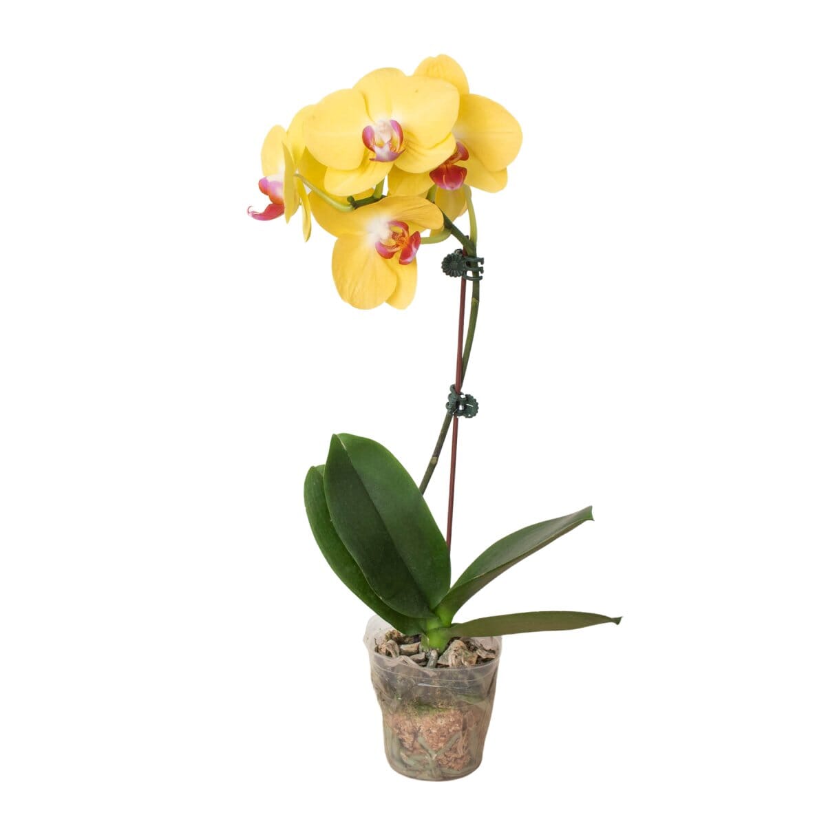 Orchid 'Yellow Phalaenopsis'-Indoor Plants-Trendy Gardener