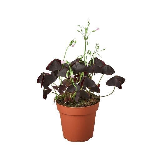 Oxalis Triangularis 'Purple Shamrock'-Indoor Plants-Trendy Gardener