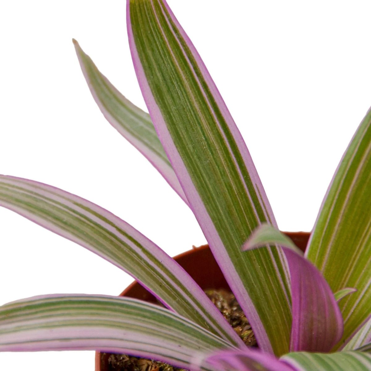 Oyster Plant 'Moses in the Cradle'-Indoor Plants-Trendy Gardener