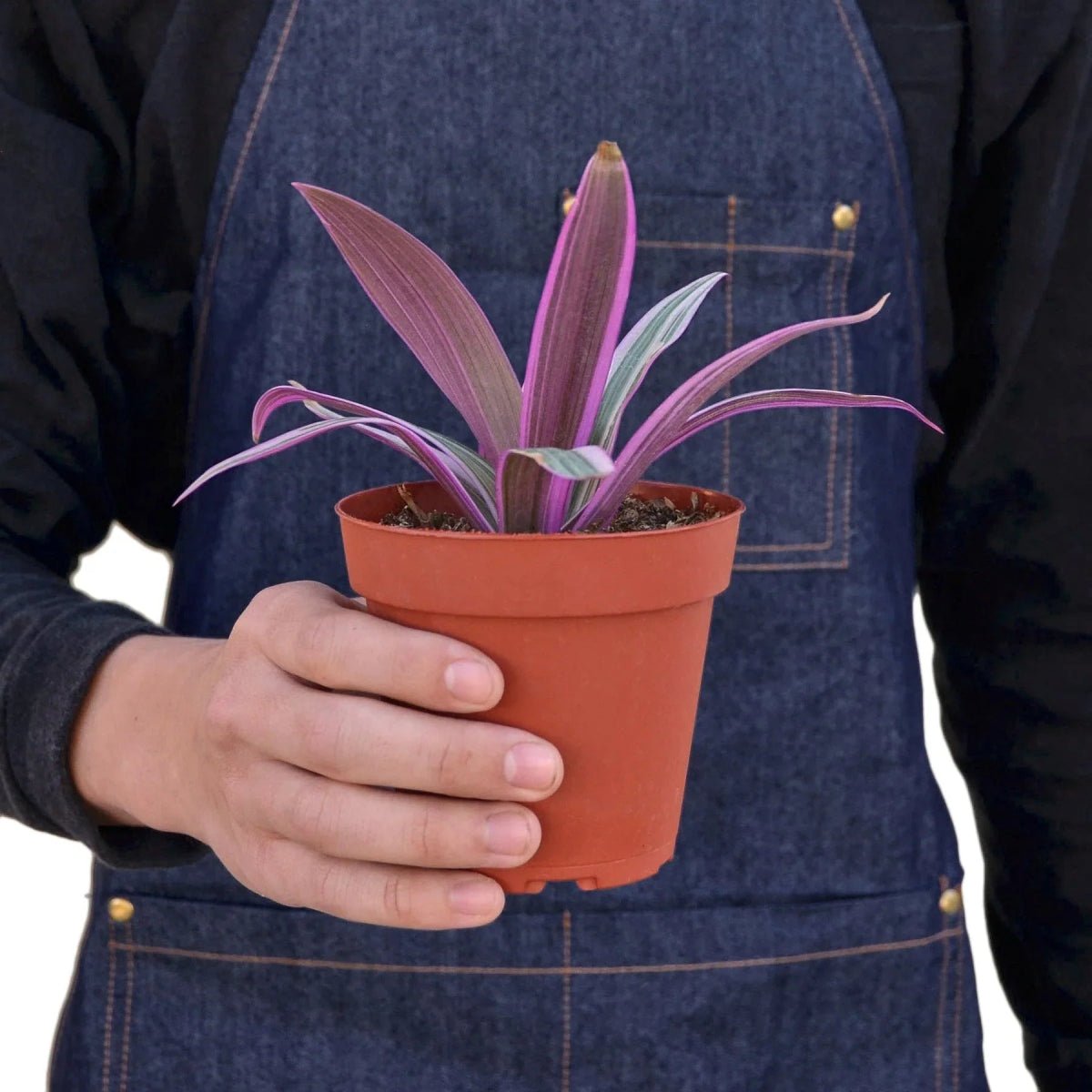 Oyster Plant 'Moses in the Cradle'-Indoor Plants-Trendy Gardener