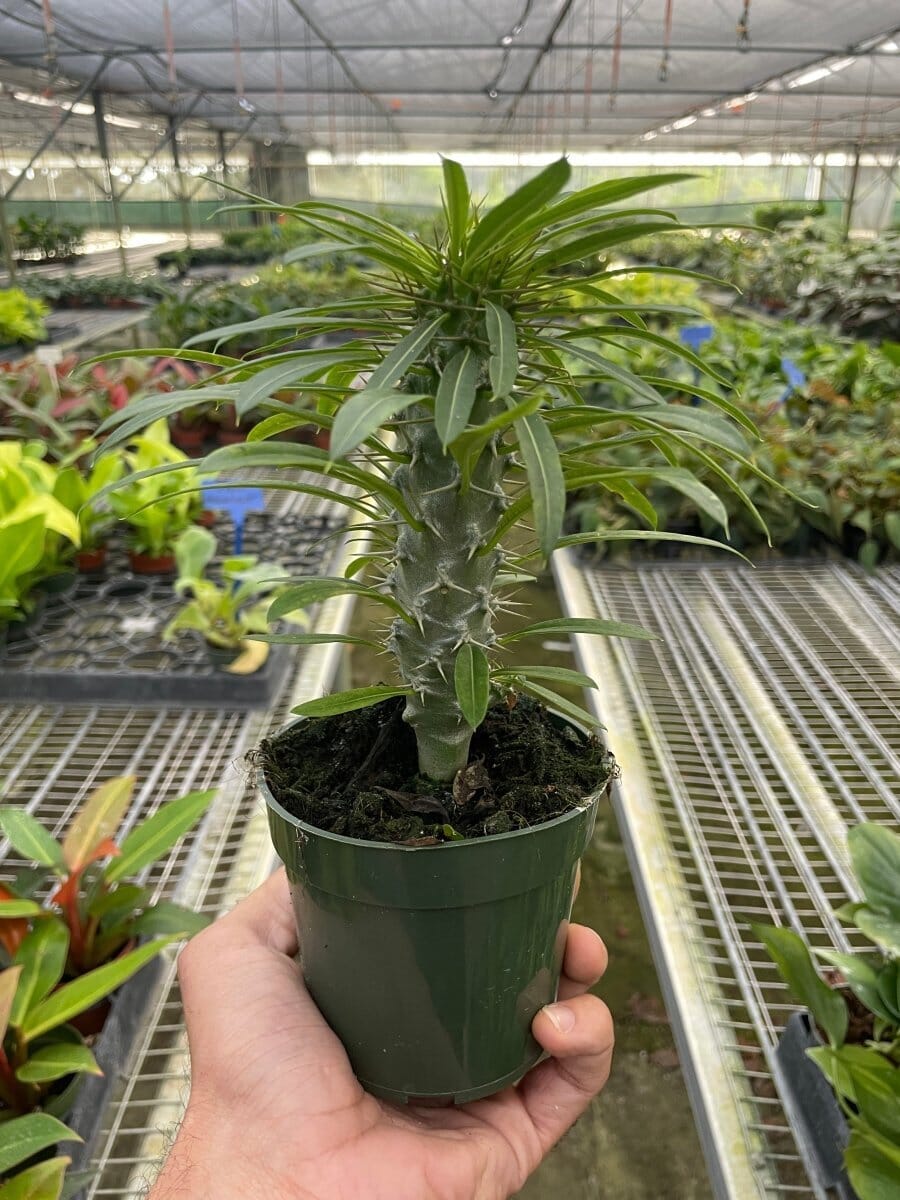 Pachypodium 'lamerei' (Madagascar Palm)-Indoor Plants-Trendy Gardener